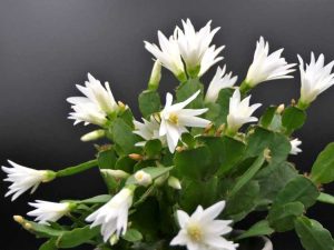 Lire la suite à propos de l’article Comment prendre soin des plantes d'intérieur des cactus de Pâques