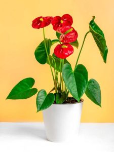 Lire la suite à propos de l’article Idées de plantes d'intérieur pour les fêtes : cultivez ces plantes rouges et vertes à l'intérieur