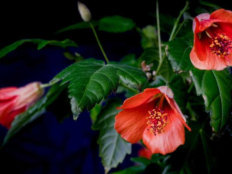 You are currently viewing Cultiver de l'érable à fleurs Abutilon : découvrez les exigences en matière d'Abutilon à l'intérieur