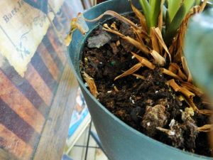 Lire la suite à propos de l’article Trous dans les plantes en pot : pourquoi les souris déterrent-elles les plantes d'intérieur