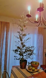 Lire la suite à propos de l’article Plante d'intérieur d'eucalyptus : comment faire pousser de l'eucalyptus dans un récipient
