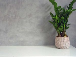 Lire la suite à propos de l’article Ma plante d'intérieur ne pousse plus – Au secours, ma plante d'intérieur ne pousse plus