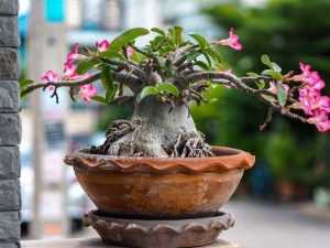 Lire la suite à propos de l’article Plantes d'intérieur rares – Plantes d'intérieur inhabituelles pour pimenter votre maison