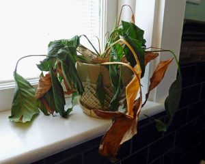 Lire la suite à propos de l’article Mort subite des plantes : raisons pour lesquelles une plante d'intérieur devient brune et meurt