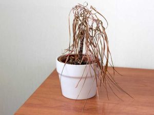 Lire la suite à propos de l’article Sauver les plantes d’intérieur mourantes – Raisons pour lesquelles vos plantes d’intérieur continuent de mourir