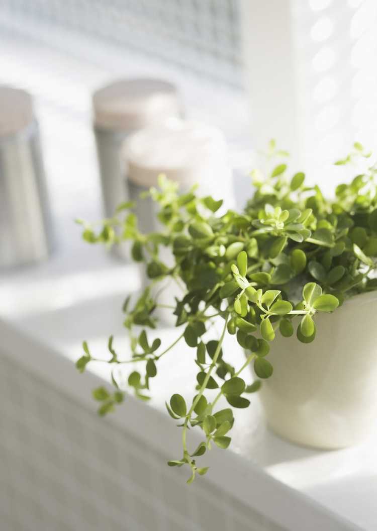 Lire la suite à propos de l’article Où mettre des plantes d'intérieur dans votre maison