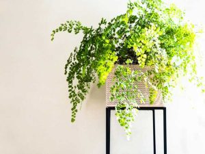 Lire la suite à propos de l’article Plantes d'intérieur tolérantes au froid : plantes d'intérieur pour les pièces froides et pleines de courants d'air