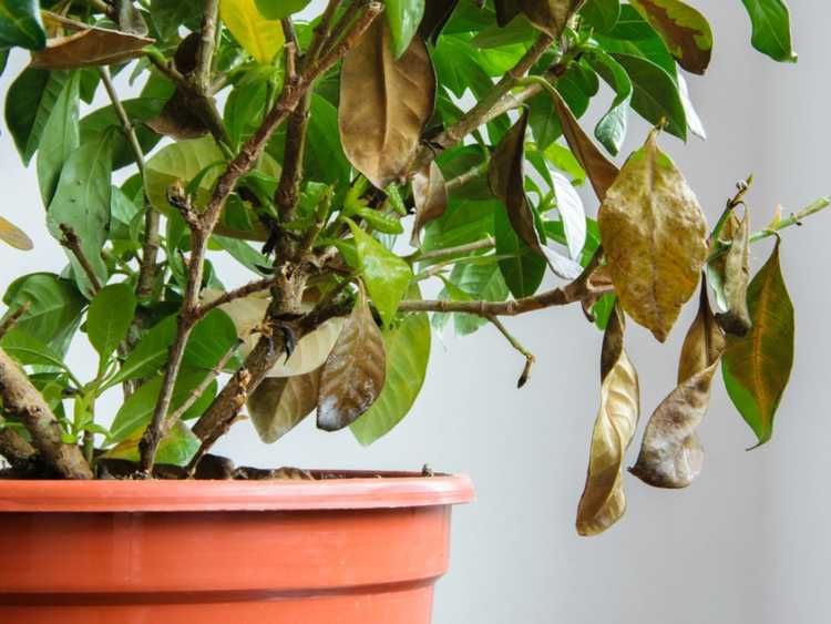 Lire la suite à propos de l’article Botanique 911 : Premiers secours pour les plantes d’intérieur malades
