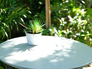 Lire la suite à propos de l’article Déplacer une plante d'intérieur à l'extérieur : comment durcir les plantes d'intérieur