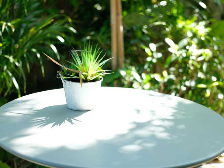 You are currently viewing Déplacer une plante d'intérieur à l'extérieur : comment durcir les plantes d'intérieur