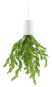 Lire la suite à propos de l’article Entretien des plantes d'intérieur inversées : pouvez-vous faire pousser des plantes d'intérieur à l'envers