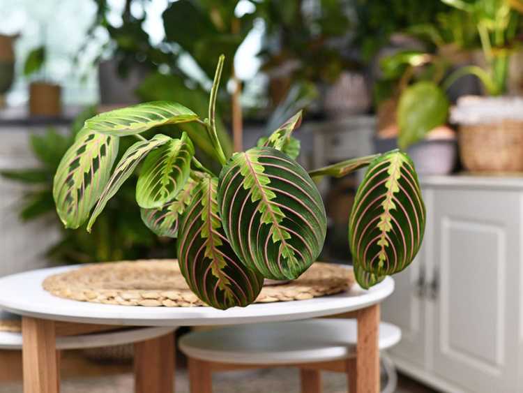 You are currently viewing Calathéa contre. Maranta – Calathea et Maranta sont-elles identiques