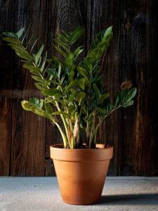 Lire la suite à propos de l’article Quelles plantes poussent à l’intérieur à l’ombre : plantes d’intérieur qui aiment l’ombre