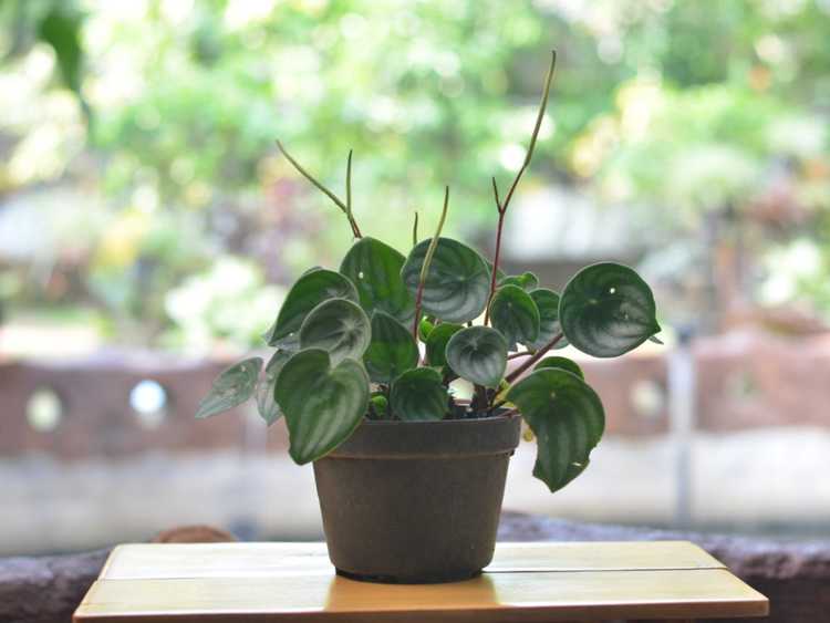 You are currently viewing Types de Peperomias : Conseils pour cultiver une plante d’intérieur Peperomia