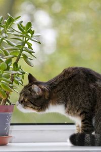 Lire la suite à propos de l’article Dissuasion des plantes d'intérieur pour les chats : protéger les plantes d'intérieur des chats