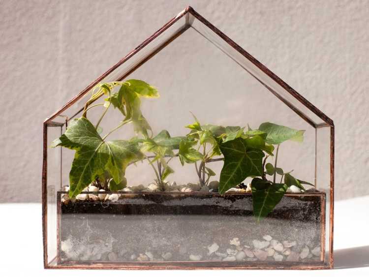 Lire la suite à propos de l’article Terrariums de plantes d'intérieur : utiliser des terrariums et des étuis Wardian dans votre maison