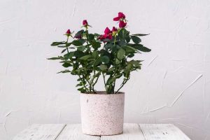 Lire la suite à propos de l’article Cultiver des roses à l'intérieur : pouvez-vous faire pousser des roses comme plantes d'intérieur