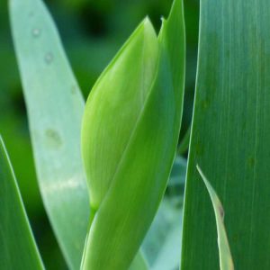 Lire la suite à propos de l’article Pourquoi les iris ne fleurissent pas : que faire pour les plantes d'iris qui ne fleurissent pas