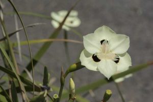 Lire la suite à propos de l’article Comment faire pousser des plantes d'iris à feuilles persistantes Dietes