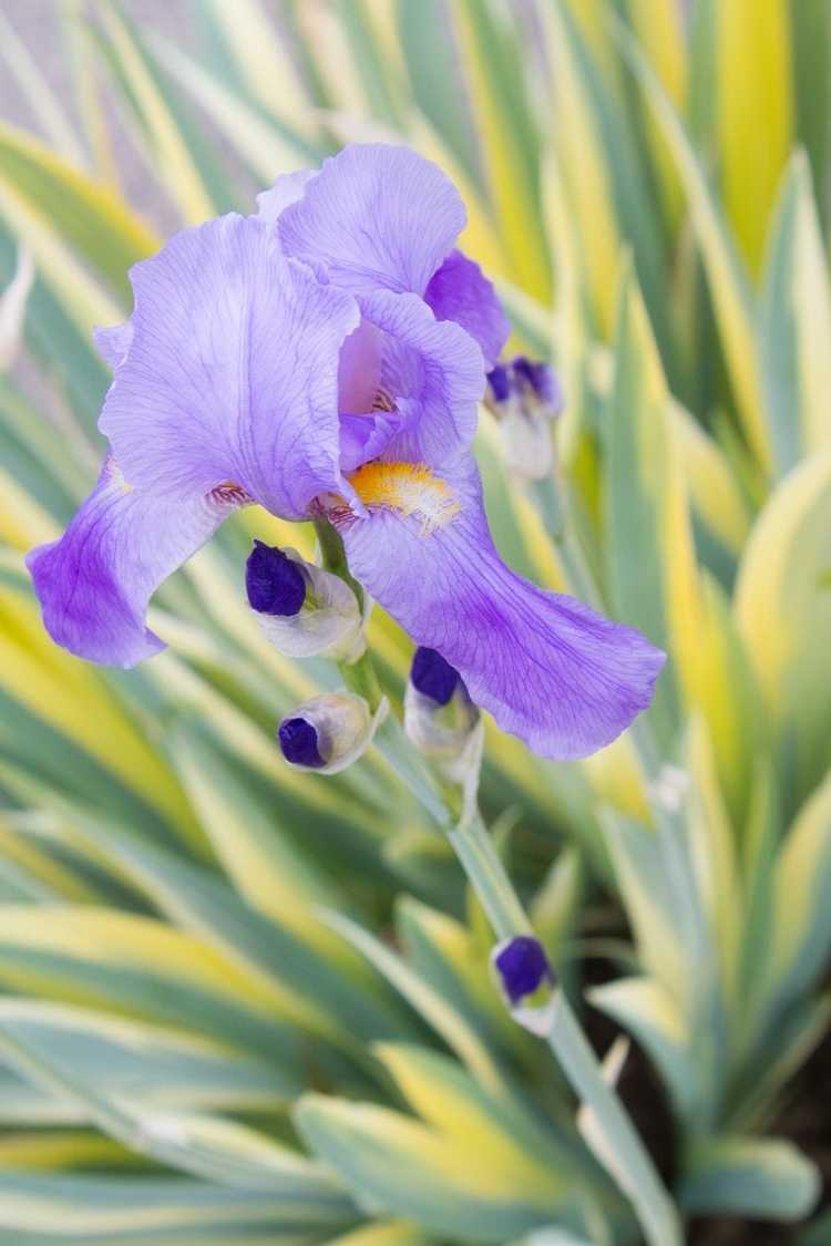 You are currently viewing Soins de l'iris doux : cultiver une plante d'iris doux panachée