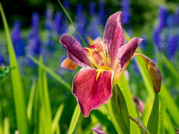 You are currently viewing Cultiver des plantes d'iris japonais – Informations et soins de l'iris japonais