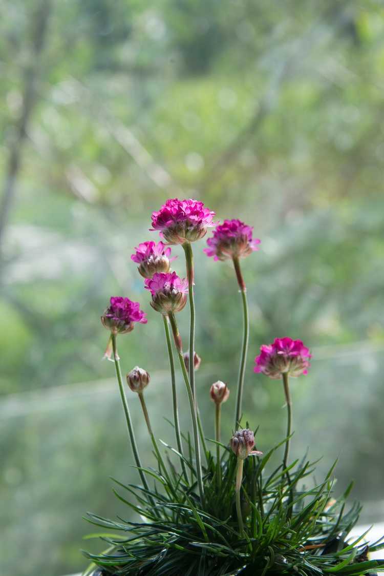 You are currently viewing Plante d'occasion en mer : Conseils pour faire pousser une plante d'occasion dans le jardin