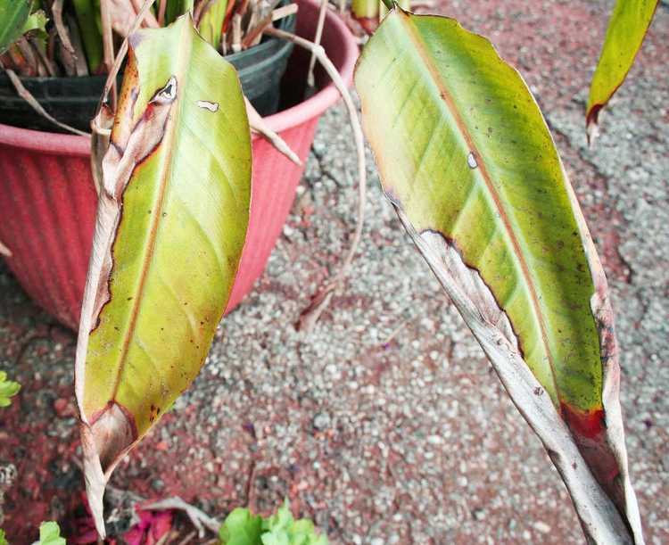 You are currently viewing Que faire pour le jaunissement des feuilles d'un oiseau de paradis