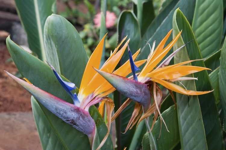 You are currently viewing Conditions de croissance de Bird Of Paradise: prendre soin des plantes d'extérieur Bird Of Paradise