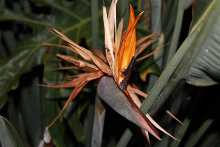 You are currently viewing Gel des plantes Bird Of Paradise : Bird Of Paradise est-il résistant au froid