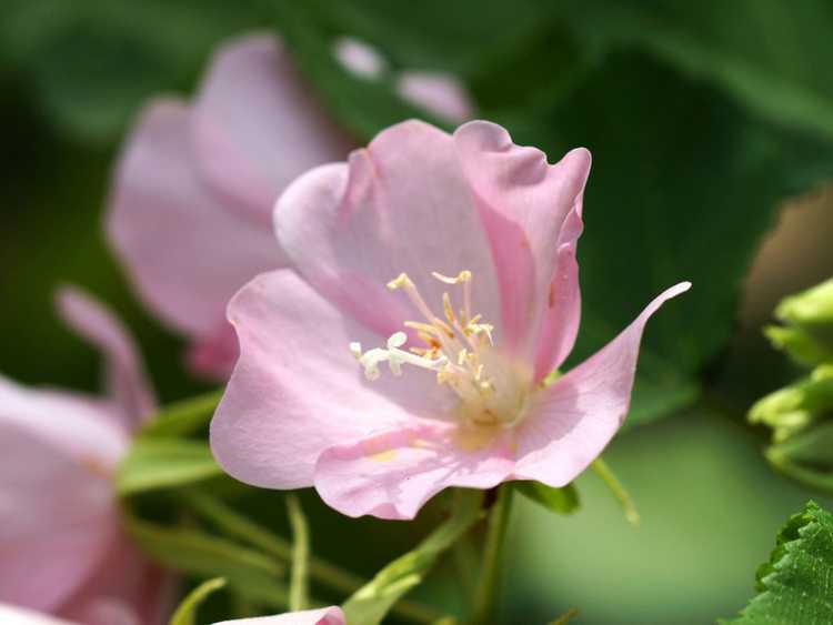 You are currently viewing Informations sur la plante Dombeya : Comment faire pousser une plante d'hortensia tropicale