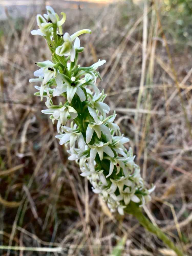 You are currently viewing Plante d'orchidées Rein: Informations sur les orchidées Piperia Rein