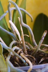 Lire la suite à propos de l’article L'orchidée fait pousser des racines – Que faire avec les racines d'orchidée provenant d'une plante