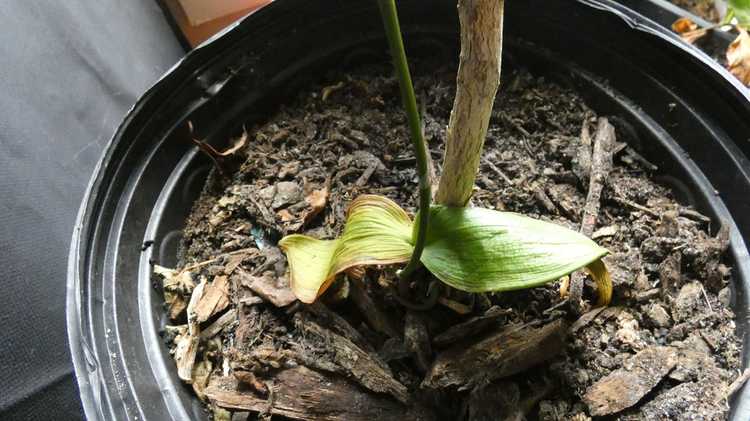 You are currently viewing Feuilles d'orchidées brûlées: que faire pour les feuilles brûlées sur les orchidées