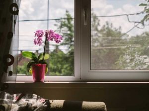 Lire la suite à propos de l’article Orchidées pour les rebords de fenêtre : découvrez la culture des orchidées sur le rebord de fenêtre