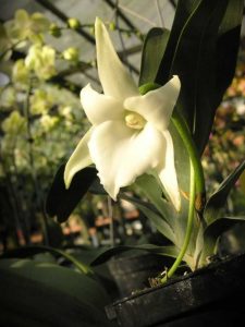 Lire la suite à propos de l’article Orchidées étoiles de Noël: conseils pour cultiver des plantes d'orchidées étoiles
