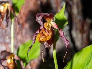 Lire la suite à propos de l’article Faire face aux problèmes courants des orchidées