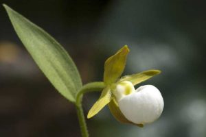 Lire la suite à propos de l’article Informations sur les orchidées indigènes : Que sont les orchidées indigènes