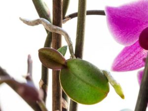 Lire la suite à propos de l’article Informations sur les soins et la transplantation des orchidées Keiki