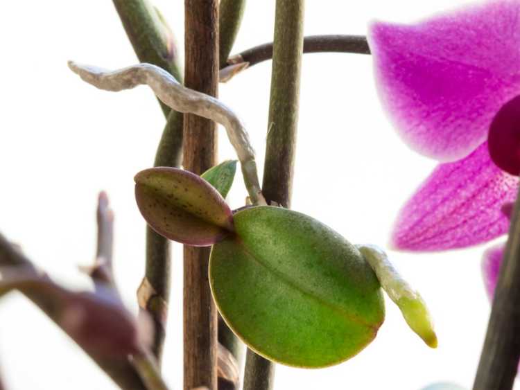 You are currently viewing Informations sur les soins et la transplantation des orchidées Keiki