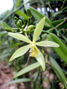 Lire la suite à propos de l’article Soins des orchidées vanille – Comment faire pousser une orchidée vanille