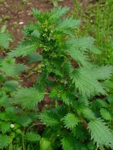 Lire la suite à propos de l’article Qu'est-ce que l'ortie brûlante : se débarrasser des plantes d'ortie brûlante