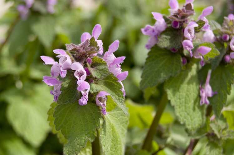 You are currently viewing Deadnettle Groundcover: Cultiver Deadnettle comme substitut de pelouse