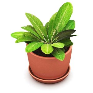 Lire la suite à propos de l’article Oseille dans un récipient – Comment prendre soin des plantes d'oseille en pot