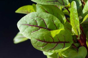 Lire la suite à propos de l’article Bloody Dock Care: Comment faire pousser des plantes d'oseille veinée de rouge