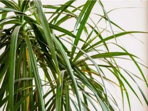 Lire la suite à propos de l’article Problèmes courants de Dracaena – Quel est le problème avec ma plante Dracaena