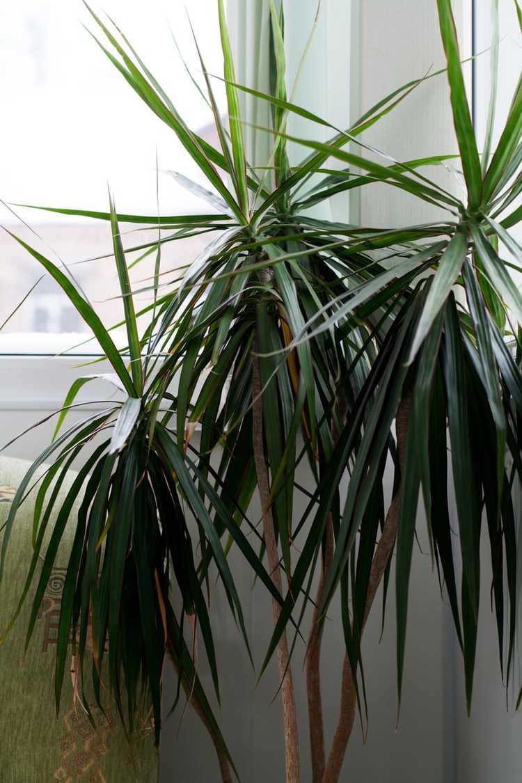 You are currently viewing Soins d'hiver du Dracaena – Pouvez-vous faire pousser un Dracaena en hiver