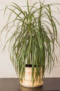 Lire la suite à propos de l’article Est-ce Dracaena ou Yucca – Comment distinguer un yucca d'un Dracaena