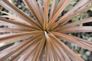 Lire la suite à propos de l’article Soins du Dracaena Red Star : En savoir plus sur la culture des Dracaenas Red Star