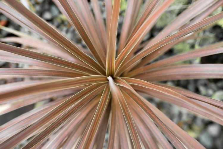 You are currently viewing Soins du Dracaena Red Star : En savoir plus sur la culture des Dracaenas Red Star