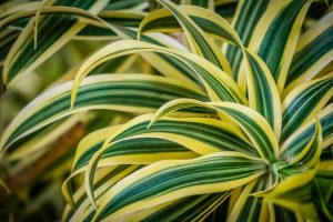 Lire la suite à propos de l’article Types de Dracaena : découvrez les différentes plantes de Dracaena